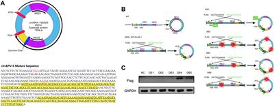 circEPS15 Overexpression in Hepatocellular Carcinoma Modulates Tumor Invasion and Migration